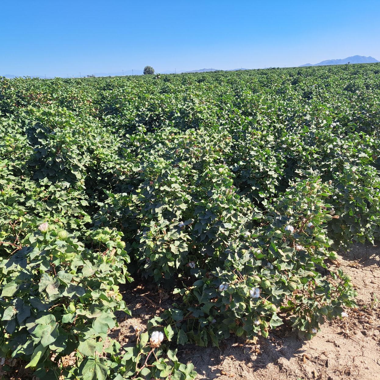 Pinal a top county in the country for cotton production, study finds